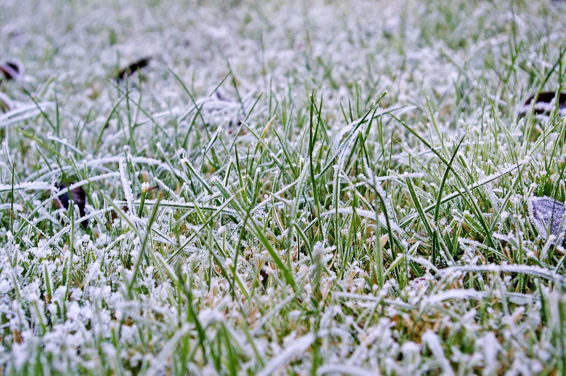 lawn with frost