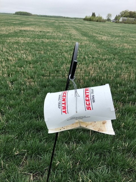 A turfgrass field with a metal post and cardboard trap