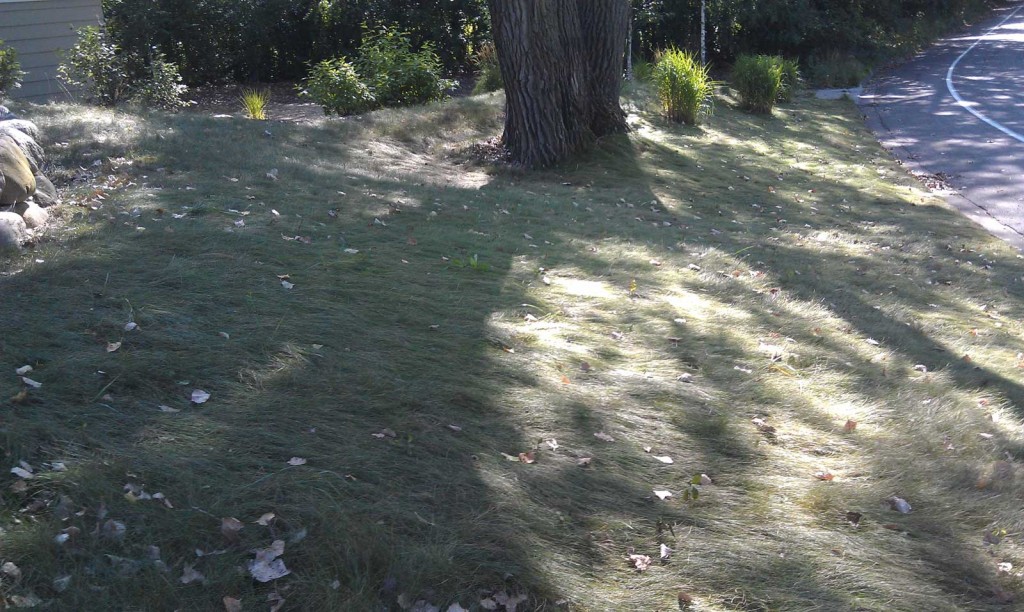 photo of lawn