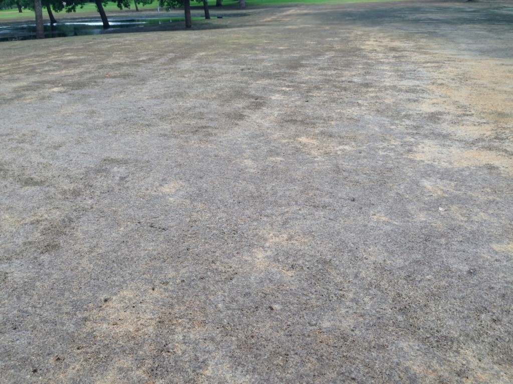 This turf was covered with water for 8 days and will not recover.
