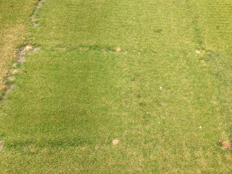 Plot of ‘Beacon’ hard fescue without traffic on the left half and simulated golf cart traffic on the right half.