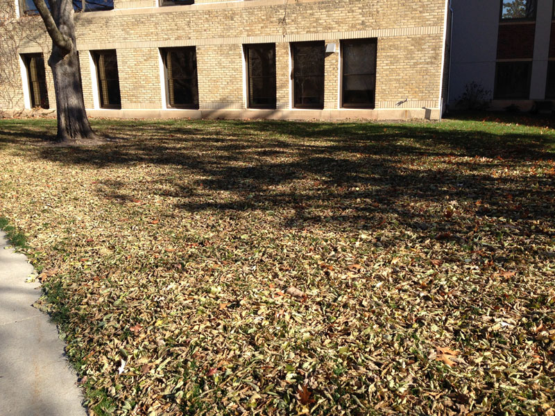 many leaves on lawn