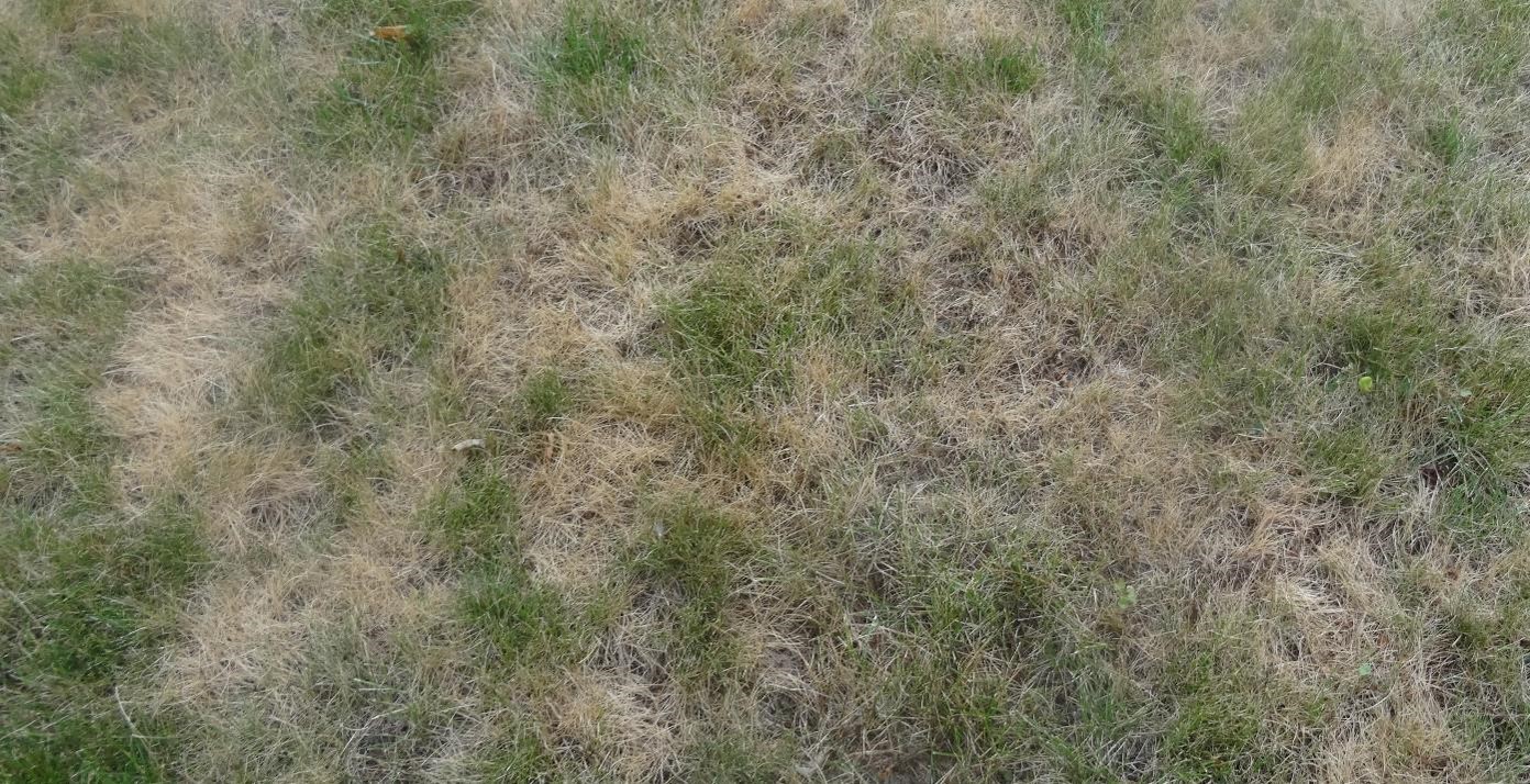 a lawn that is mostly brown due to drought