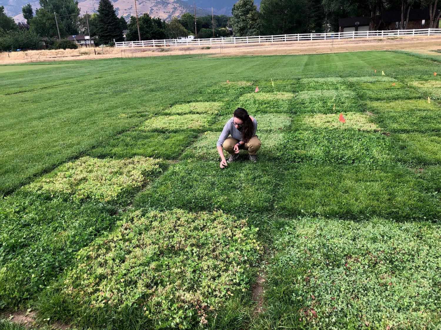 a woman crouching in white clover research plots