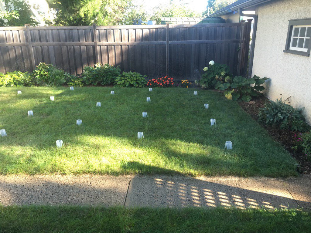 home lawn with catch cans set up to do an irrigation audit