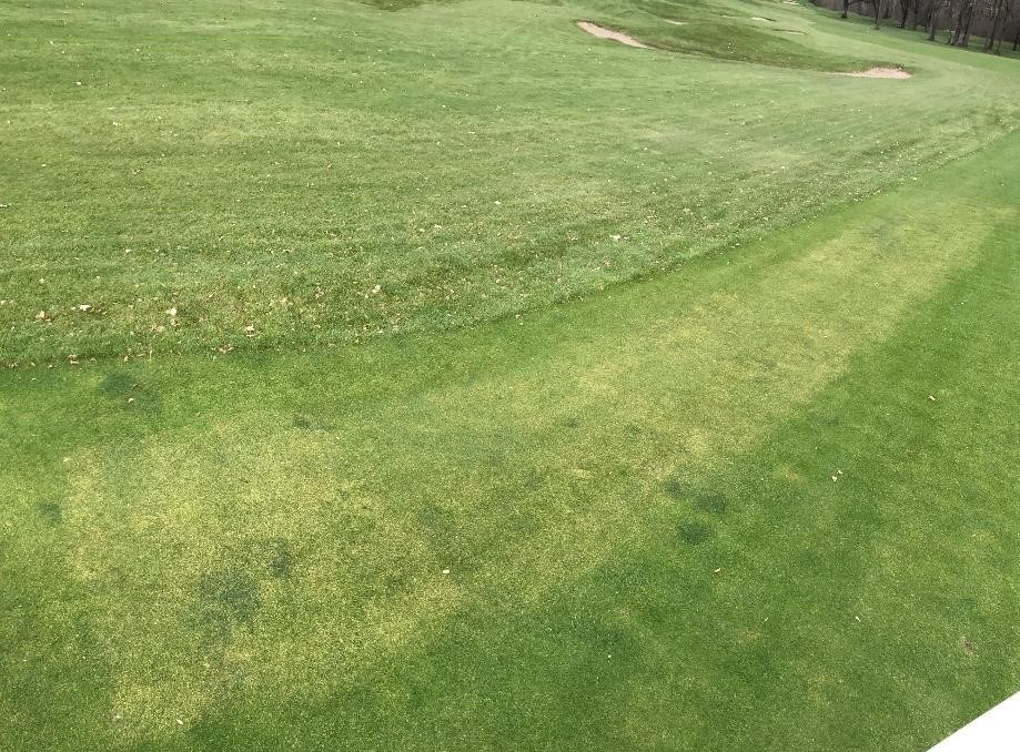 Damaged turf on a golf course