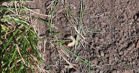 a white grub curled up on the surface of some bare soil